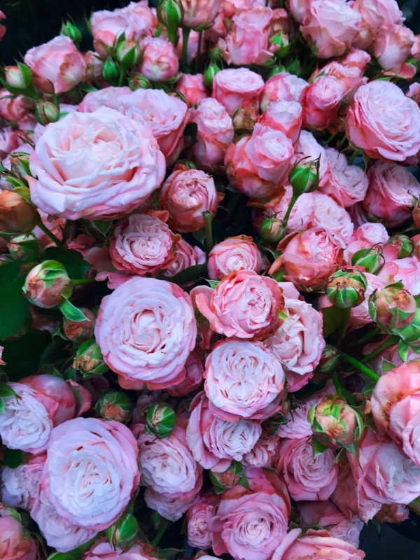 Visuel fleurs 600x800